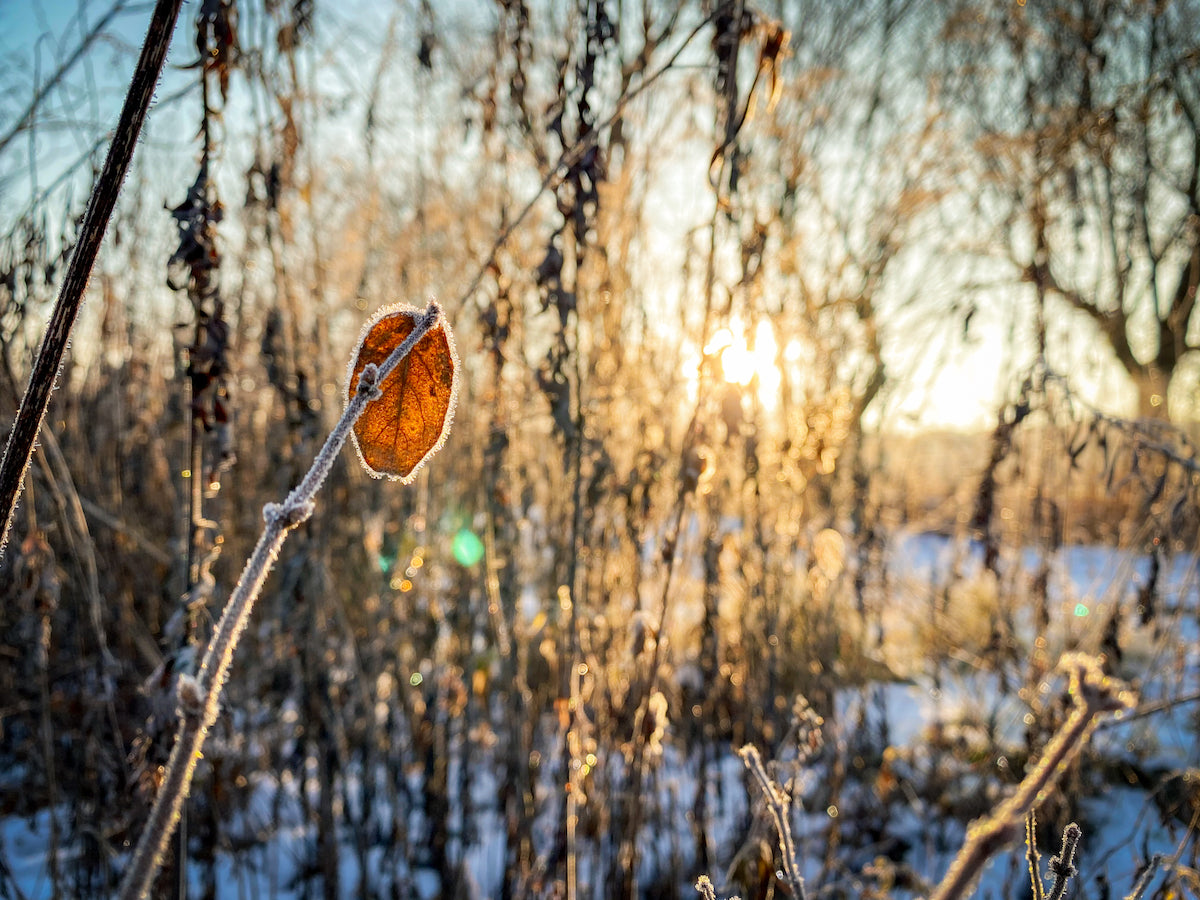 Going into the Pennsylvania Woods: A Photo Essay