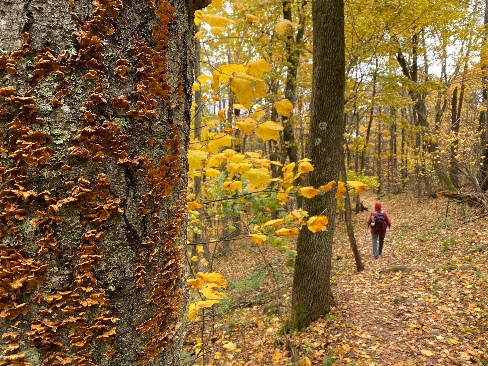 Fall Camping and Hiking in Shenandoah National Park with Purple Lizard Maps