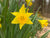 Daffodil Spring Adventures 
