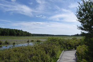 A Perfect Hike In Black Moshannon, PA: Moss-Hanne Trail