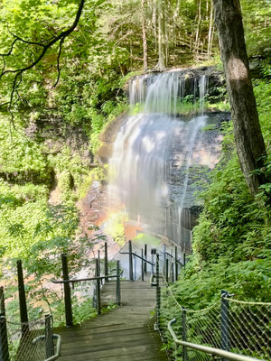 Exploring Pennsylvania and Finding Lizards Along the Way