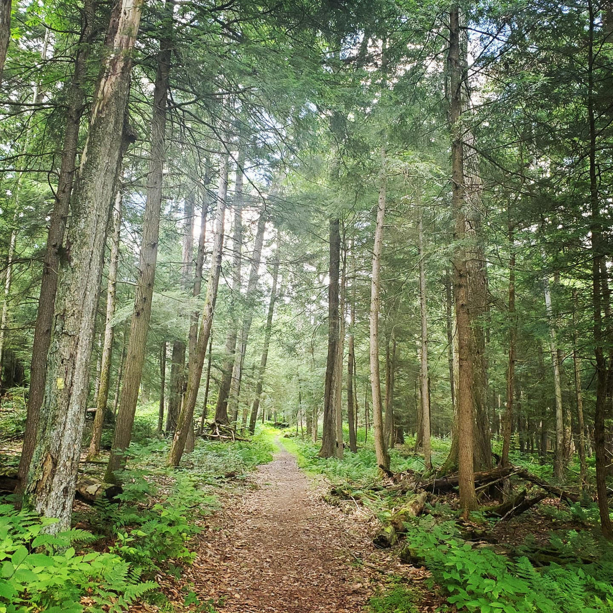 A Weekend in Cook Forest – Purple Lizard Maps