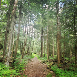 A Weekend in Cook Forest