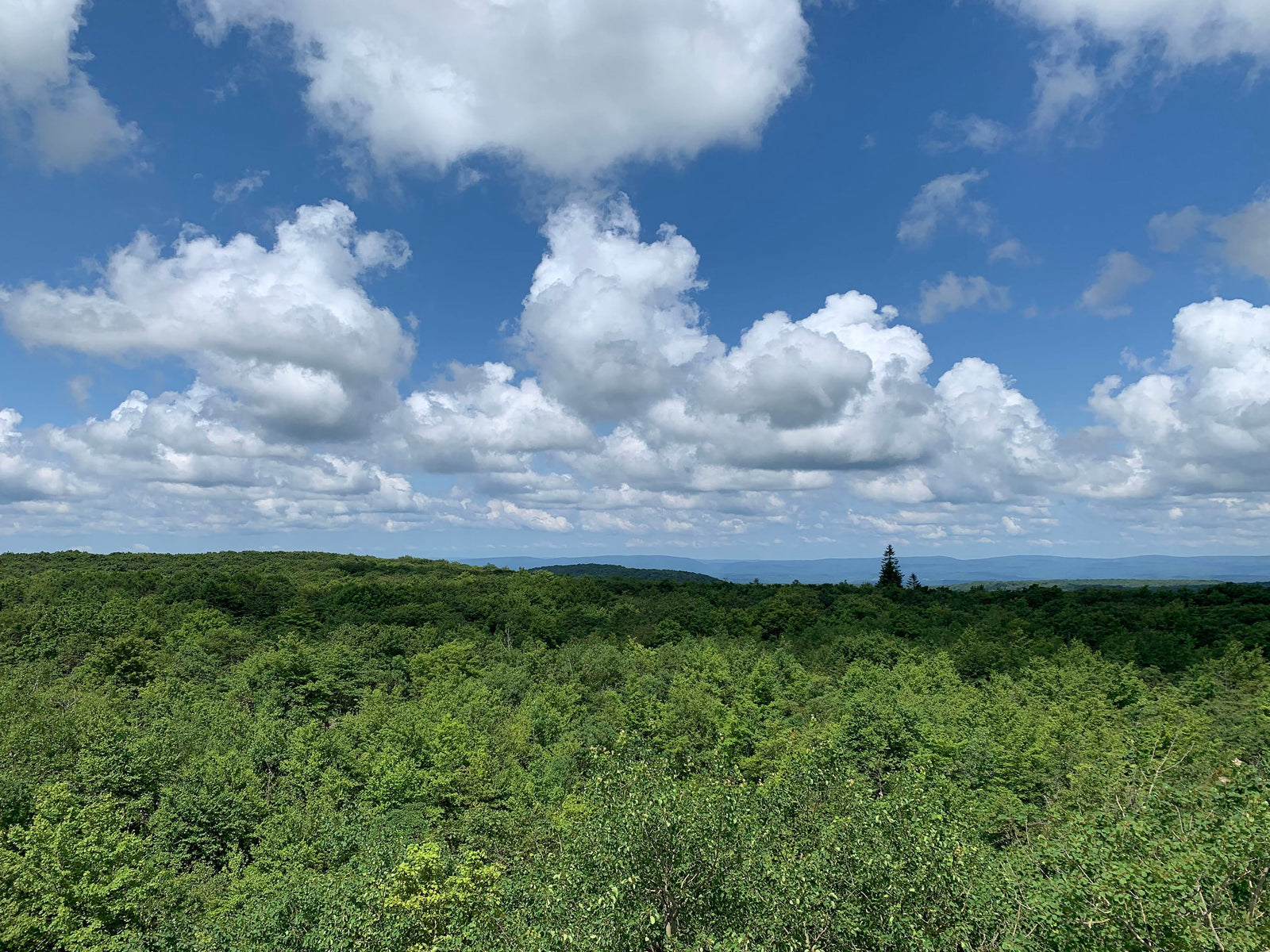 mount davis highest point pennsylvania
