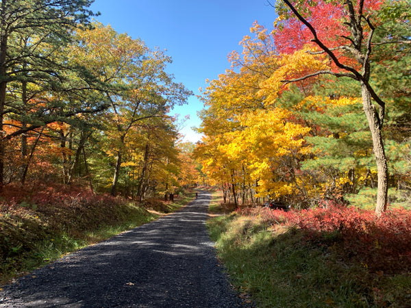 Fall Colors, Endless Trails: Your Lizard Map Adventure Guide