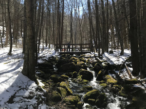 Snyder Middleswarth Natural Area: A National Natural Landmark in Bald Eagle Forest, PA