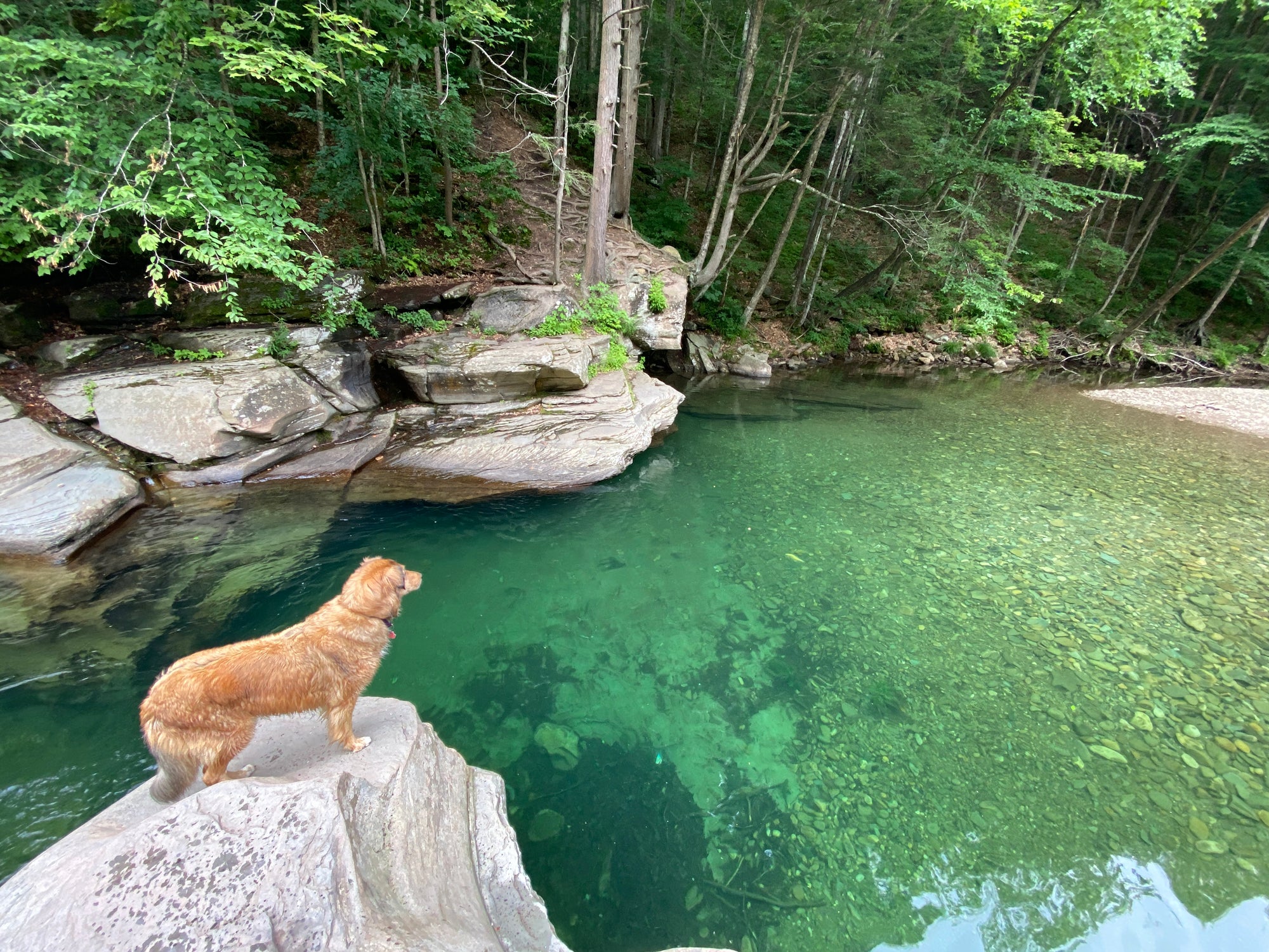 Karma the Purple Lizard Adventure Dog eyes up swimming hole in Loyalsock State Forest