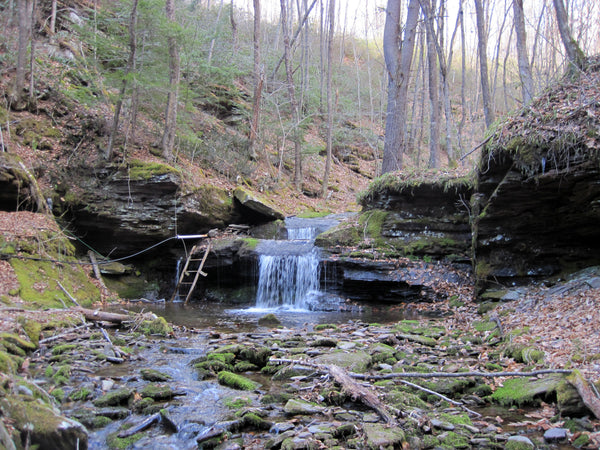 Exploring Backcountry Trails in Tioga State Forest, PA