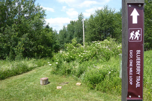 Blueberry Trail: Family Adventure at Black Moshannon Bog Natural Area