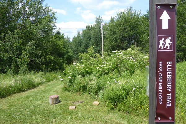 Blueberry Trail: Family Adventure at Black Moshannon Bog Natural Area