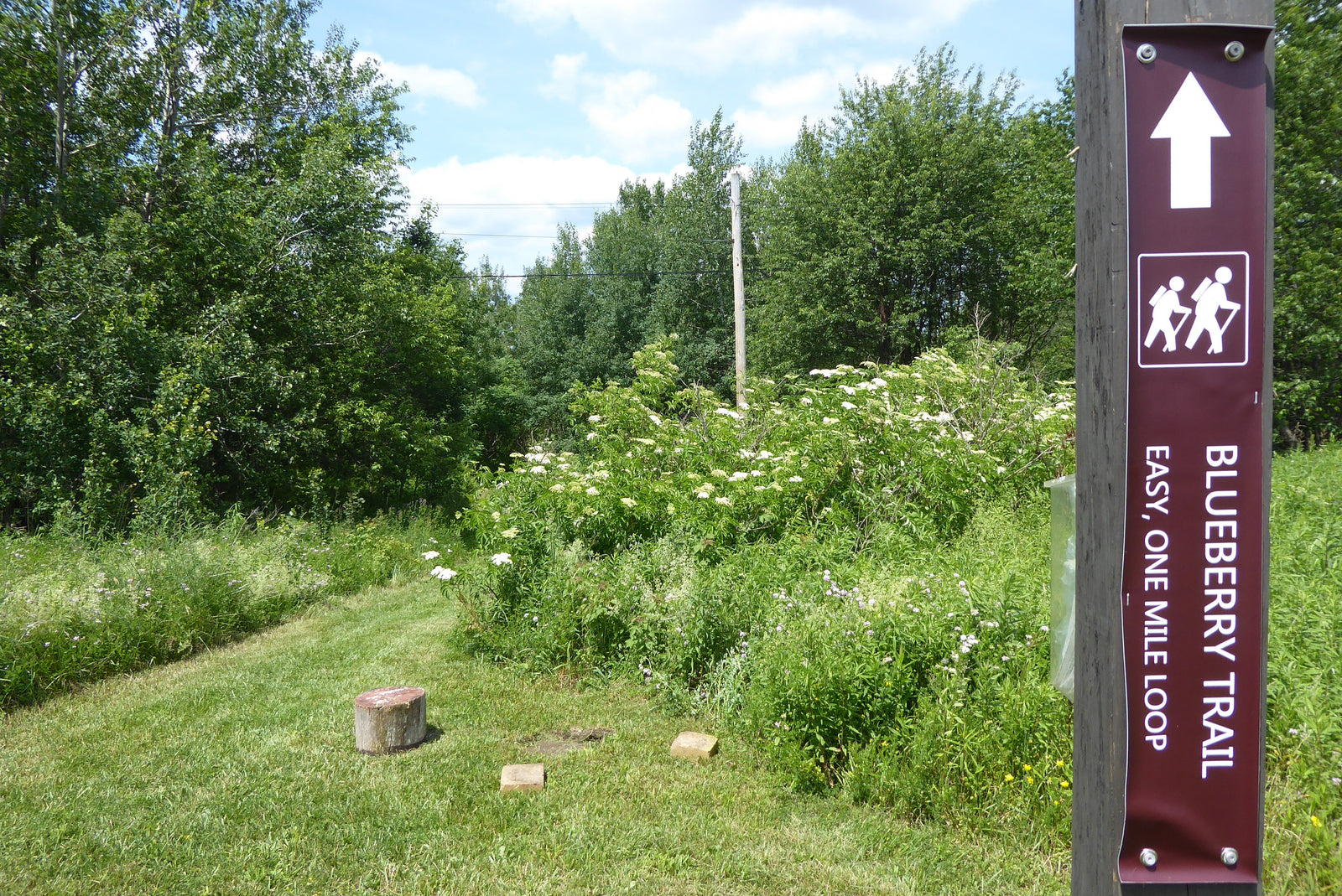 Blueberry Trail: Family Adventure at Black Moshannon Bog Natural Area