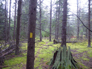 Bellefonte Posse Trail, Quehanna Wild Area