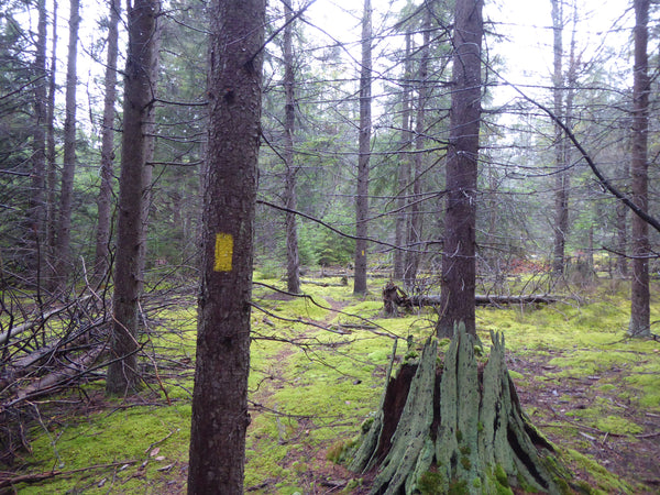 Bellefonte Posse Trail, Quehanna Wild Area