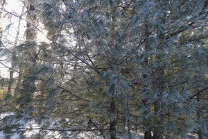 Icey Pine Needles Tiadaghton State Forest PA
