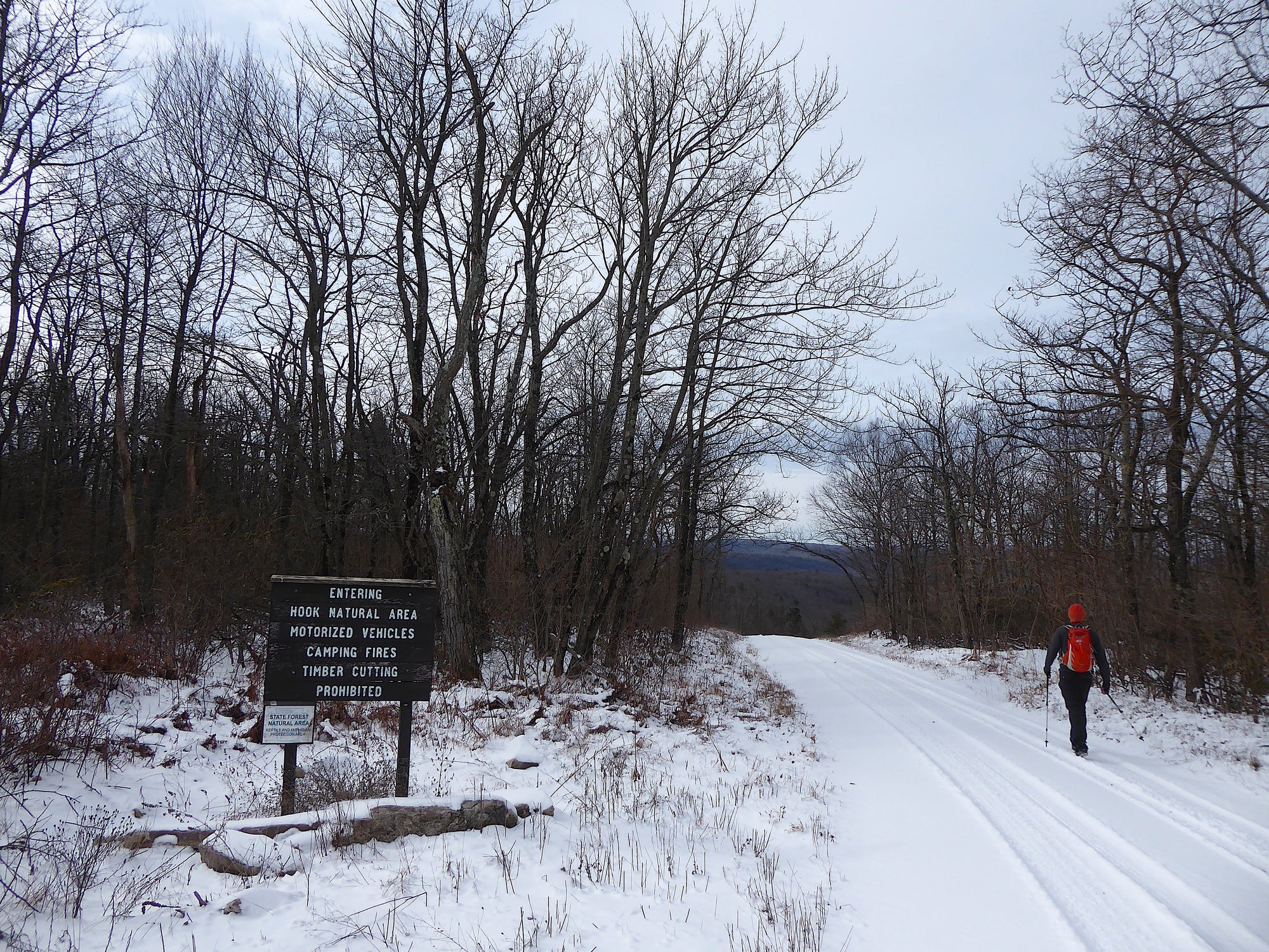 The Hook Natural Area Bald Eagle State Forest PA