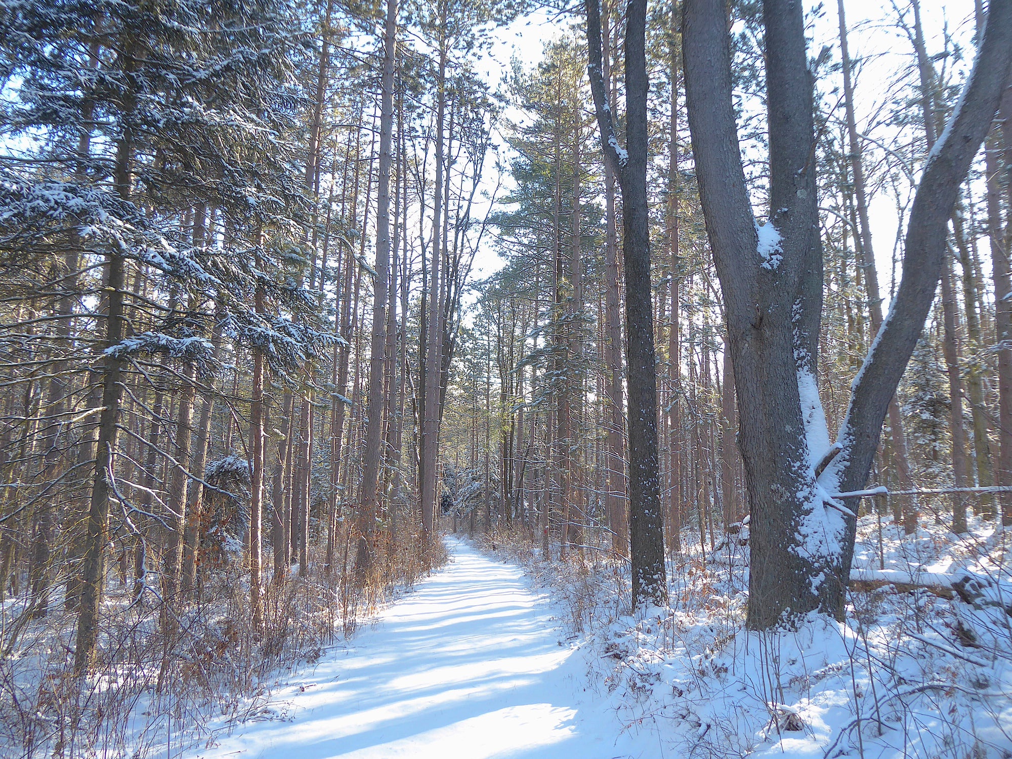 Six Mile Run South: A Winter Day Hike In Moshannon State Forest, PA