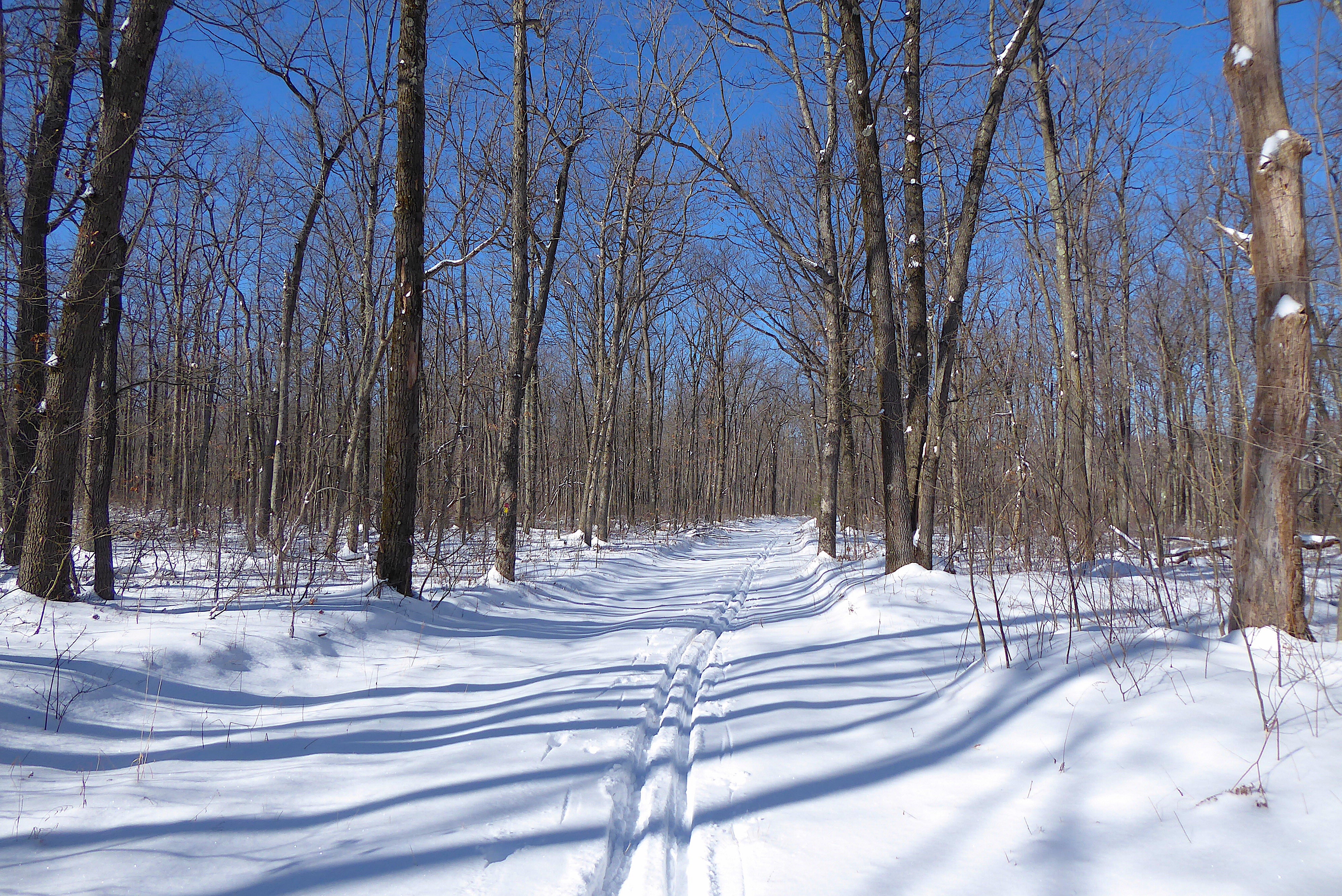 Winter Adventure Getaways in Moshannon State Forest, PA - Purple