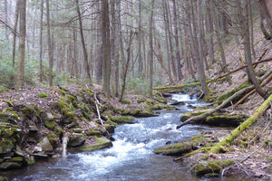 Wolf Run Wild Area: Off-Trail Hiking In Pine Creek Gorge, PA