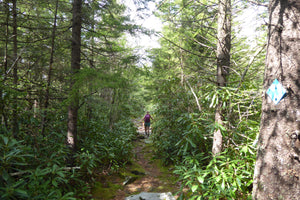 Pointy Knob Trail Monongahela National Forest West Virginia
