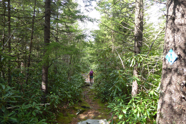 Pointy Knob Trail Monongahela National Forest West Virginia