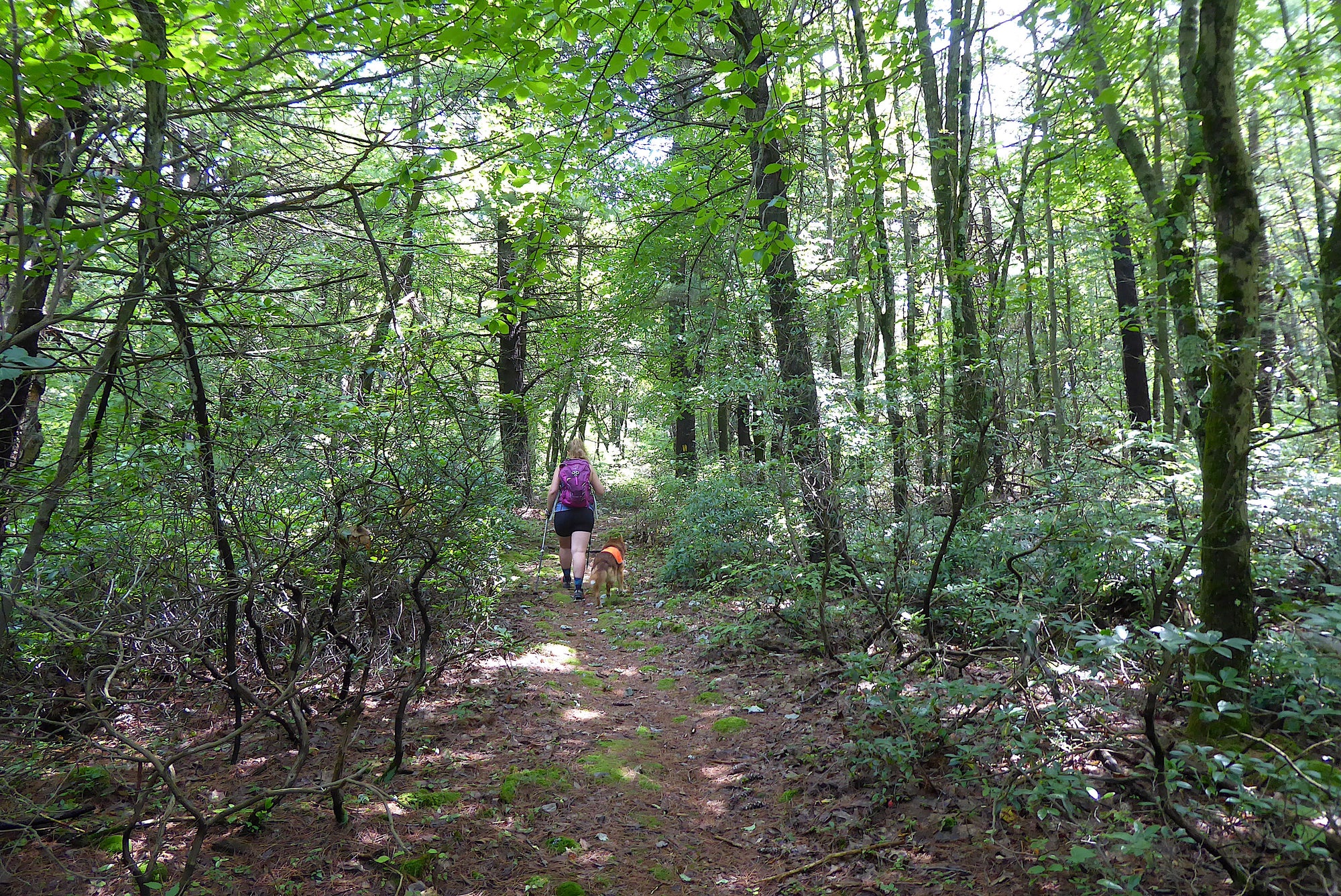 Take A Hike: 5 Steps To Enjoy A Walk In The Woods