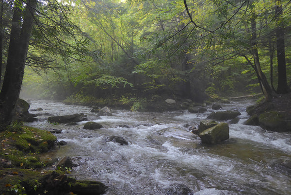 Green Monster Loop Trail System: The Best Unknown Trail System in PA