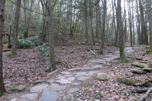A Great Beginner Trail Running Route in Rothrock State Forest, PA