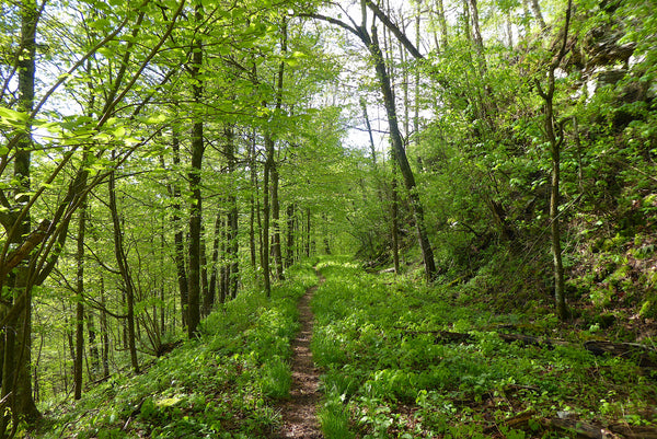 Old Loggers Path: One of the Finest Backpacking Loops in Pennsylvania