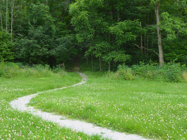 Hike the Joshua C. Whetzel Jr. Trail In Confluence, PA