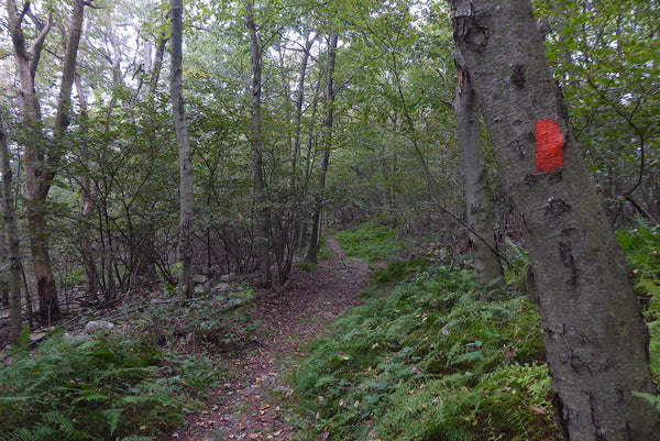 Take A Walk On The Mid State Trail in Rothrock State Forest, PA