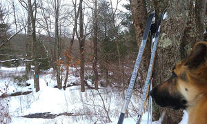Rock Run Trail System: Enjoying Moshannon State Forest, PA, on Skis