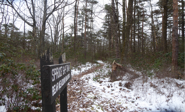 Reach The Top: An Introduction To Spruce Gap Trail In Rothrock State Forest, PA