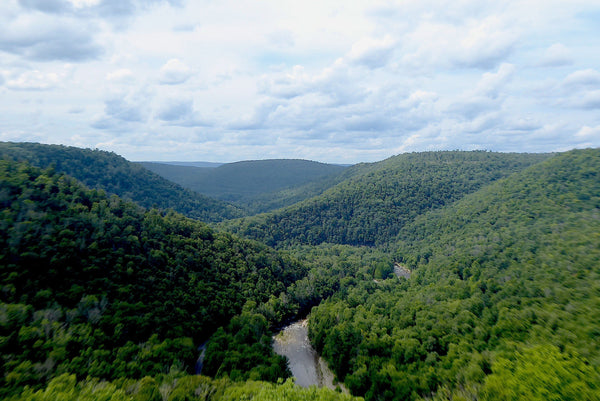 Explore Loyalsock State Forest in the PA Wilds