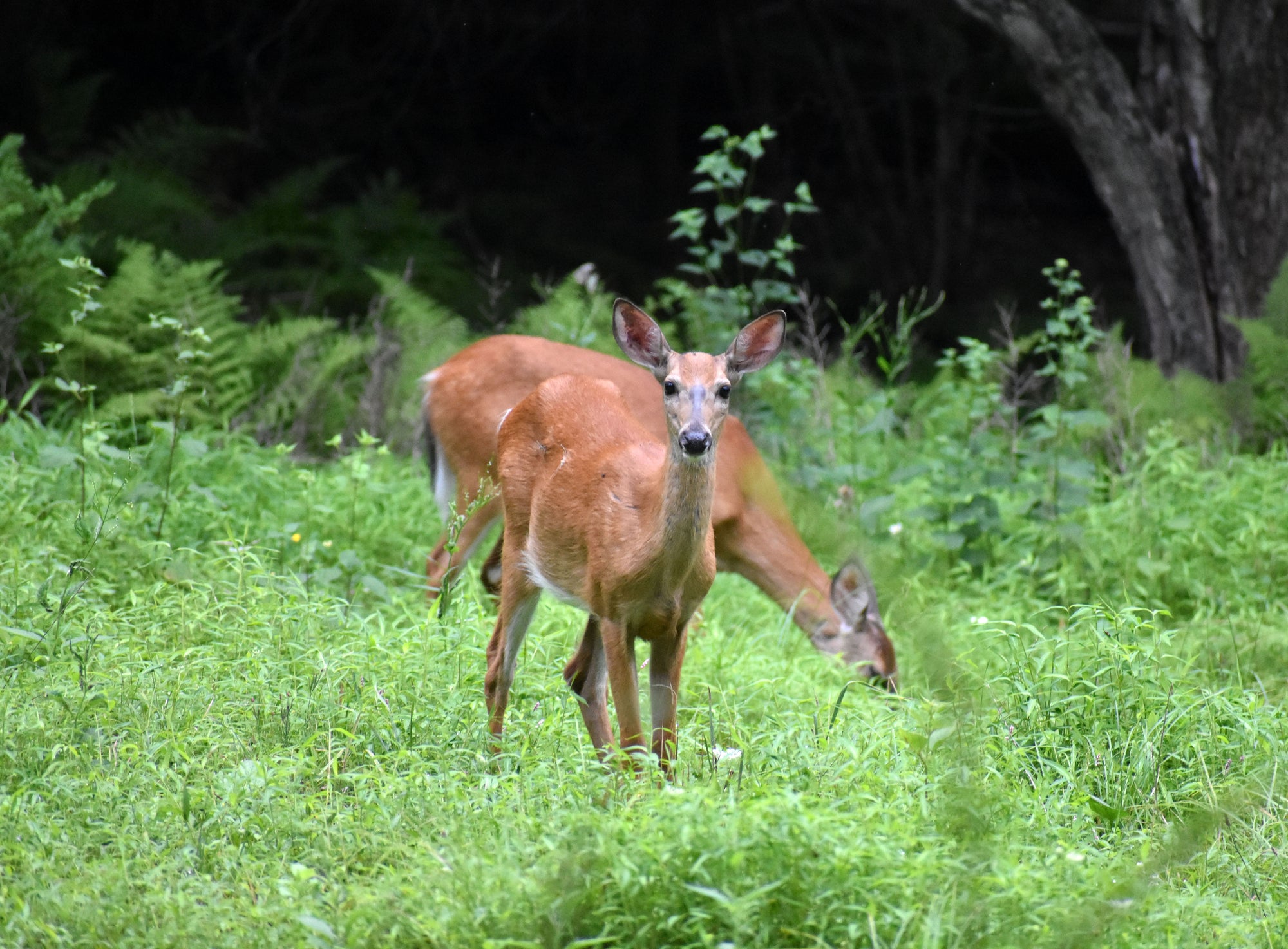 Exploring the Northern Frontier of Bald Eagle State Forest: Millheim to Mile Run, PA