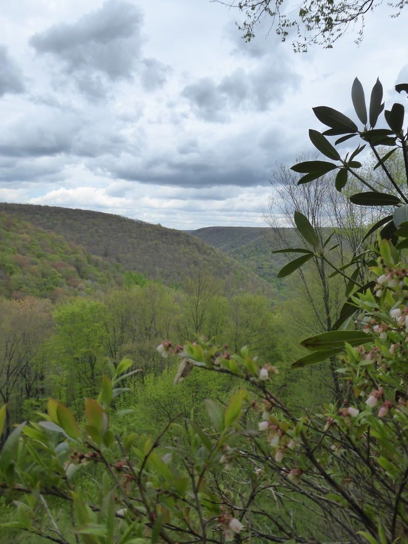 Quehanna Trail: 75 Miles of Backpacking PA Wilds