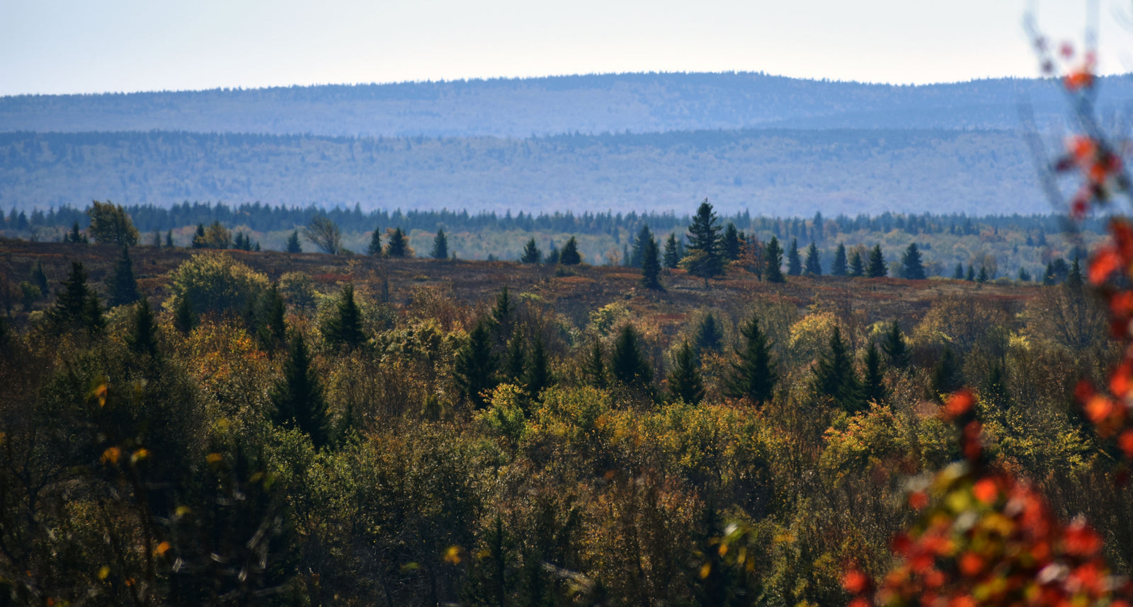 Exploring the Dolly Sods-Seneca Rocks Lizard Map: The Northern Tier