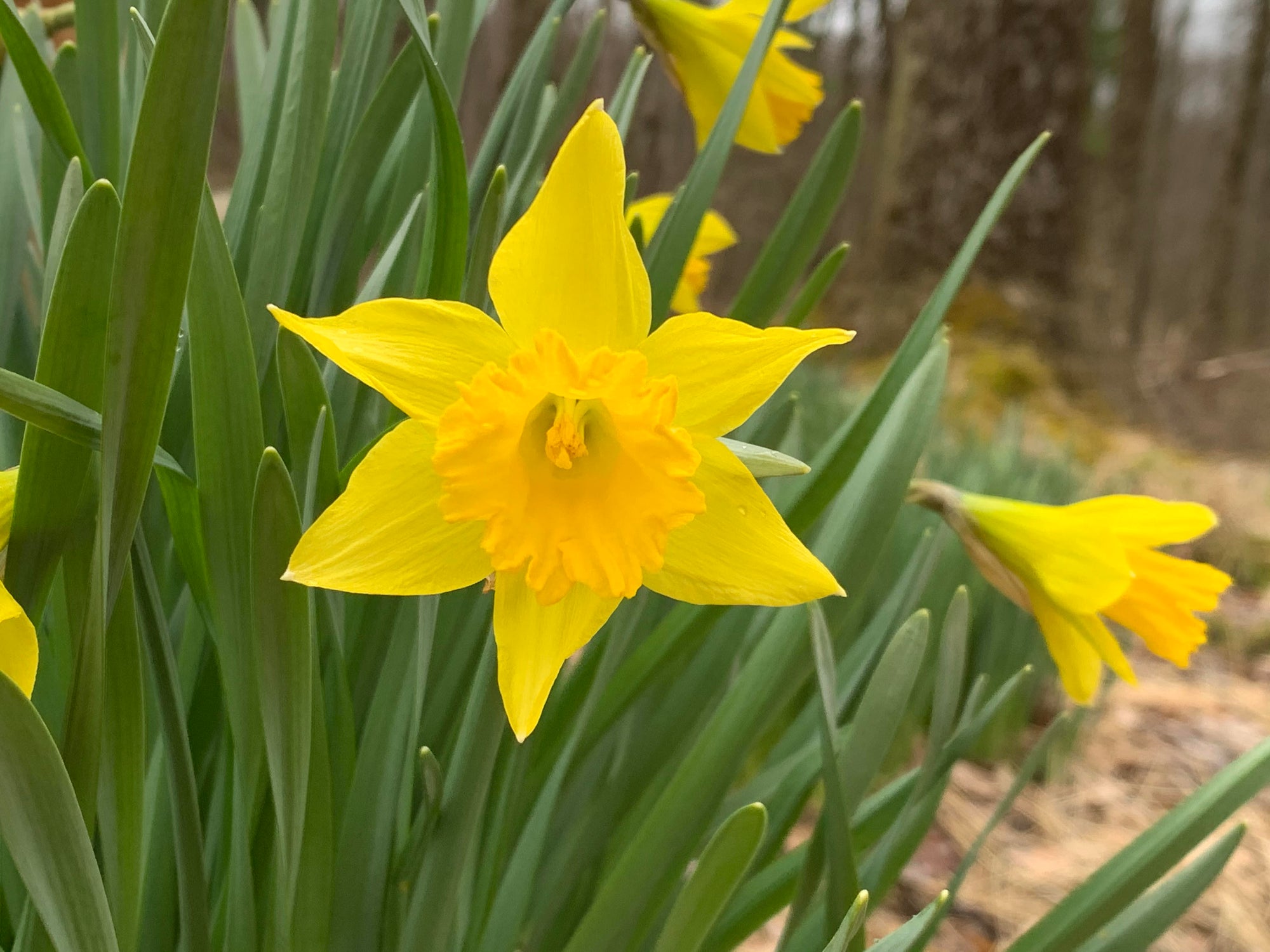 Daffodil Spring Adventures 