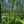 Dark Skies / Susquehannock State Forest Lizard Map