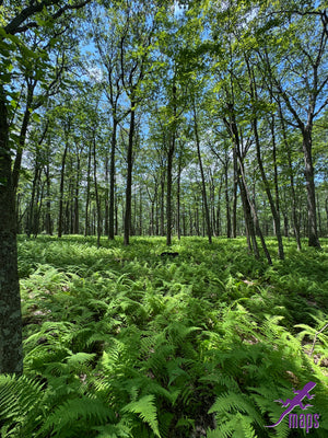 Dark Skies / Susquehannock State Forest Lizard Map