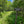 Dark Skies / Susquehannock State Forest Lizard Map