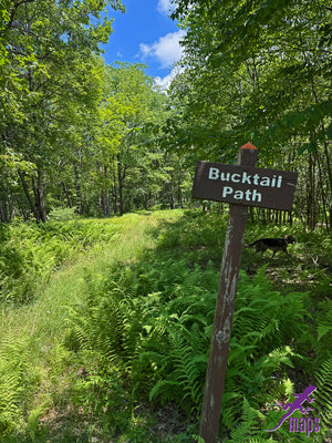 Dark Skies / Susquehannock State Forest Lizard Map