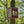 Dark Skies / Susquehannock State Forest Lizard Map