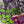 Purple Lizard Patches