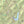 Michaux Lizard Map, Pennsylvania