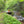 Deep Creek - Savage River State Forest: Maryland Map