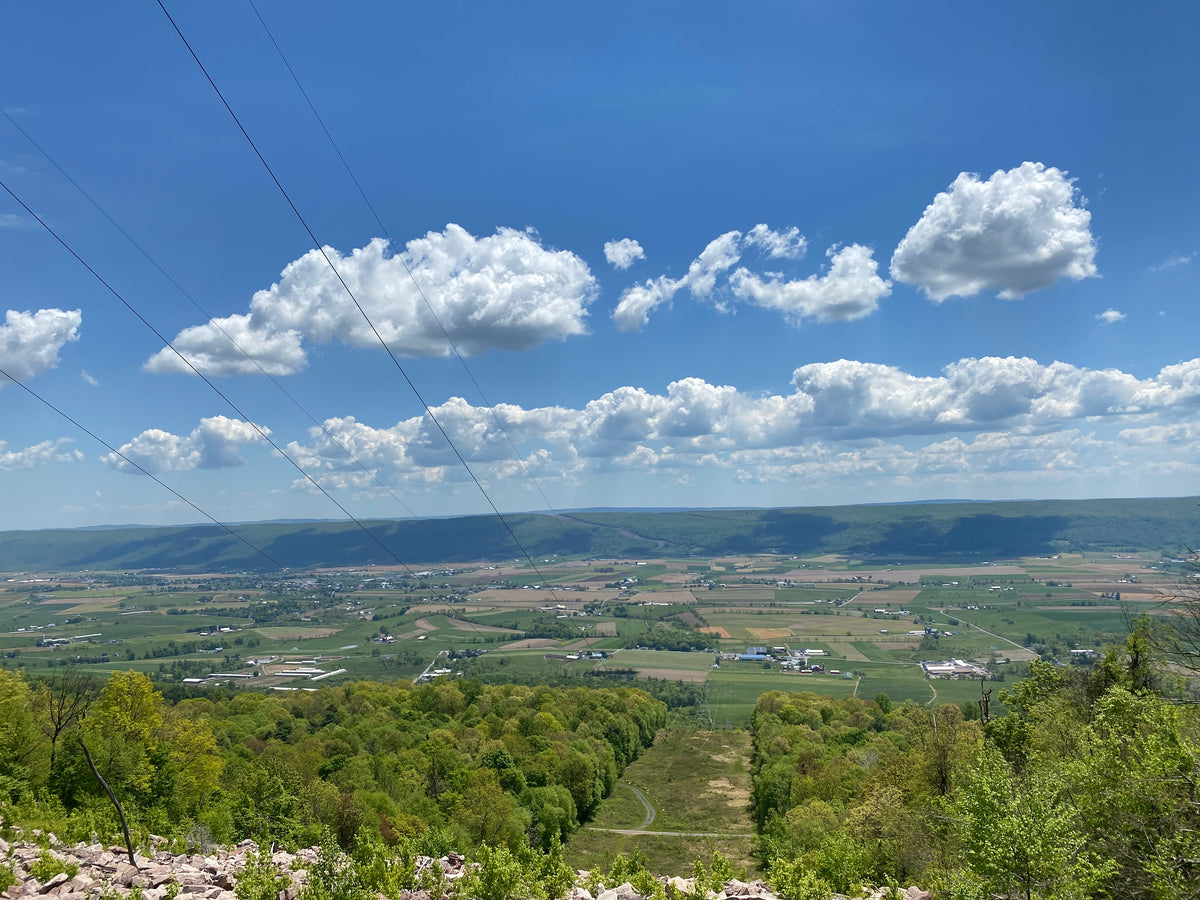 Rothrock Lizard Map, Pennsylvania