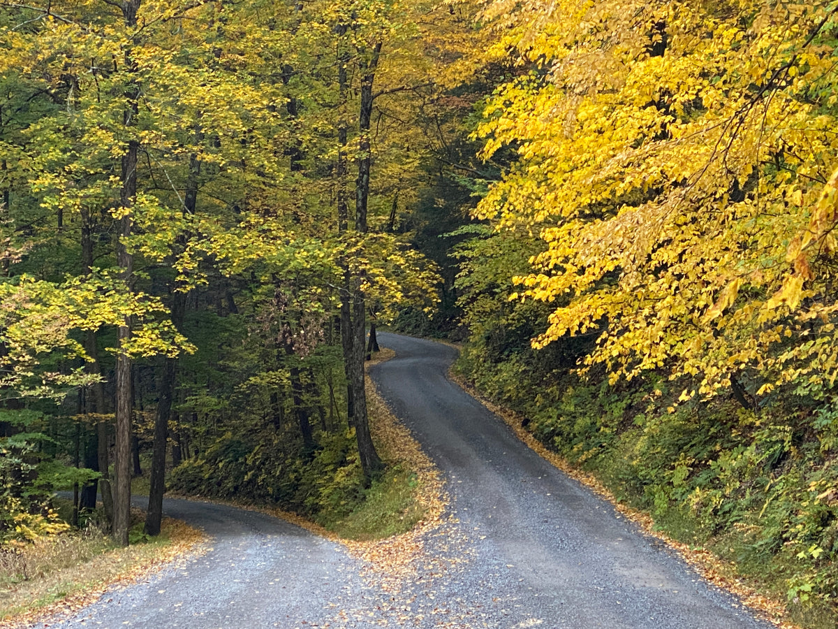 Rothrock Lizard Map, Pennsylvania