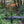 Purple Lizard Maps team member explores with a bicycle on a log in Rothrock State forest with a sunset through the trees