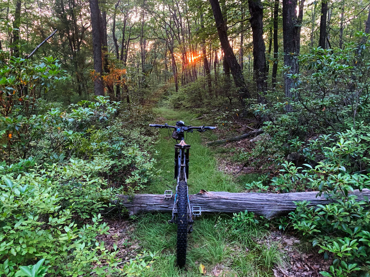 Rothrock Lizard Map, Pennsylvania