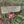 Wooden trail sign in Rothrock State Forest forest with directional arrows and a no horse entry sign. Mid State Trail Shingle Path Penn Roosevelt 